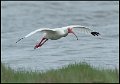 _8SB8613 white ibis